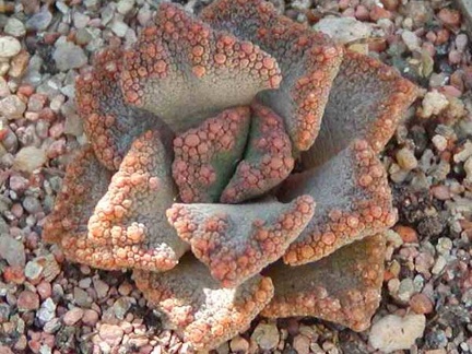 Titanopsis aff. calcarea MG 1870.5 (3052 відвідувань) Фото и растение Натальи Эллис (Одесса)
Titanopsis aff. calcarea MG 1870.5