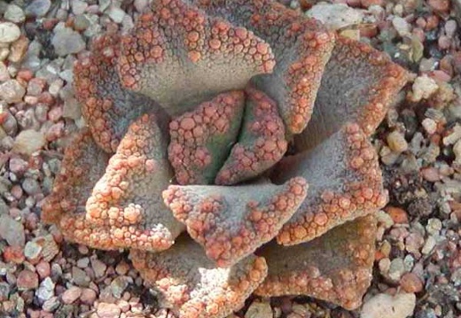 Titanopsis aff. calcarea MG 1870.5 (3051 відвідувань) Фото и растение Натальи Эллис (Одесса)
Titanopsis aff. calcarea MG 1870.5