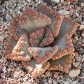 Titanopsi-aff-calcarea-MG-1.jpg