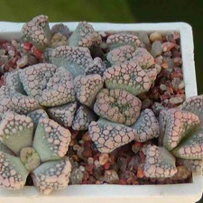 Titanopsis calcarea MG 1870.22 (2959 відвідувань) Фото и растение Натальи Эллис (Одесса)
Titanopsis calcarea MG 1870.22