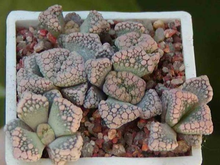 Titanopsis calcarea MG 1870.22 (2958 відвідувань) Фото и растение Натальи Эллис (Одесса)
Titanopsis calcarea MG 1870.22