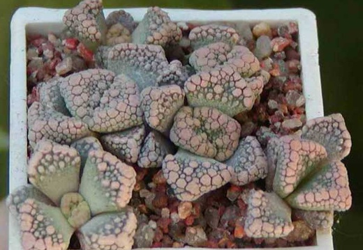Titanopsis calcarea MG 1870.22 (2957 відвідувань) Фото и растение Натальи Эллис (Одесса)
Titanopsis calcarea MG 1870.22