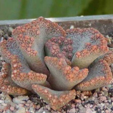 Titanopsis aff. calcarea MG 1870.5 (2968 відвідувань) Фото и растение Натальи Эллис (Одесса)
Titanopsis aff. calcarea MG 1870.5