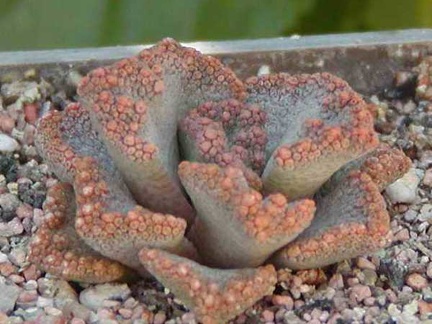 Titanopsis aff. calcarea MG 1870.5 (2967 відвідувань) Фото и растение Натальи Эллис (Одесса)
Titanopsis aff. calcarea MG 1870.5