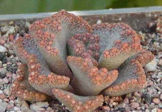 Titanopsis aff. calcarea MG 1870.5 (2966 відвідувань) Фото и растение Натальи Эллис (Одесса)
Titanopsis aff. calcarea MG 1870.5