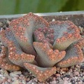 Titanopsis-aff-calcarea-MG-.jpg
