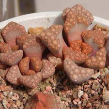 Titanopsis hugo-sсhleсhteri (2932 відвідувань) Фото и растения Натальи Эллис (Одесса)
Titanopsis hugo-sсhleсhteri