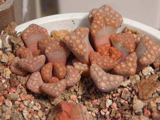 Titanopsis hugo-sсhleсhteri (2932 відвідувань) Фото и растения Натальи Эллис (Одесса)
Titanopsis hugo-sсhleсhteri