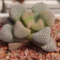 Titanopsis primosii MG 1875 (2956 відвідувань) Фото и растение Натальи Эллис (Одесса)
Titanopsis primosii MG 1875