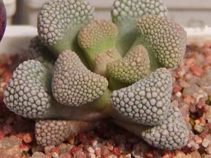 Titanopsis primosii MG 1875 (2953 відвідувань) Фото и растение Натальи Эллис (Одесса)
Titanopsis primosii MG 1875