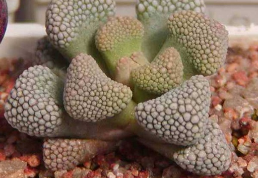 Titanopsis primosii MG 1875 (2953 відвідувань) Фото и растение Натальи Эллис (Одесса)
Titanopsis primosii MG 1875