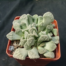 Titanopsis calcarea (87 відвідувань) Titanopsis calcarea