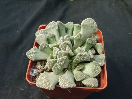 Titanopsis calcarea (87 відвідувань) Titanopsis calcarea