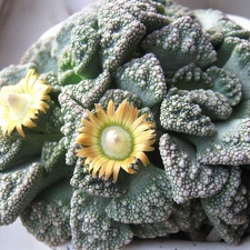 Titanopsis calcarea B FG (1981 відвідувань) Titanopsis calcarea B FG