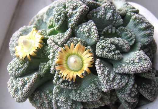 Titanopsis calcarea B FG (1979 відвідувань) Titanopsis calcarea B FG