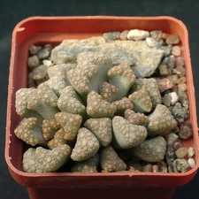 Titanopsis hugo-schlechteri (2099 відвідувань) Titanopsis hugo-schlechteri