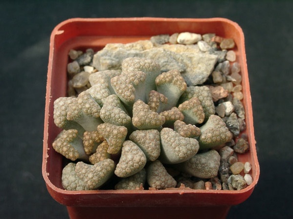 Titanopsis hugo-schlechteri (2097 відвідувань) Titanopsis hugo-schlechteri