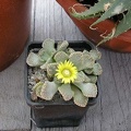 titanopsis calcarea FG Vl Tkachenko Vilkovo (2330 відвідувань) titanopsis calcarea FG Vl Tkachenko Vilkovo