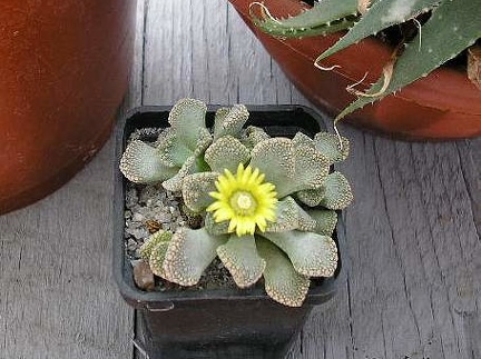 titanopsis calcarea FG Vl Tkachenko Vilkovo (2330 відвідувань) titanopsis calcarea FG Vl Tkachenko Vilkovo