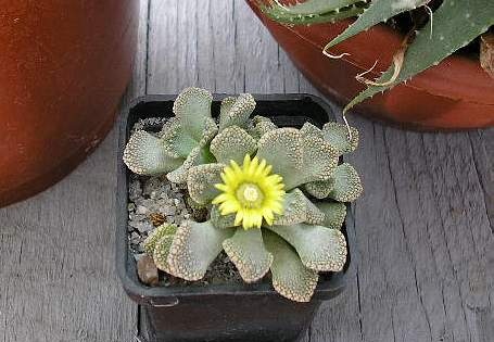 titanopsis calcarea FG Vl Tkachenko Vilkovo (2329 відвідувань) titanopsis calcarea FG Vl Tkachenko Vilkovo