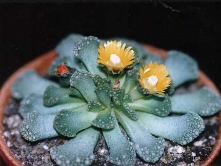 Titanopsis fulleri (2997 відвідувань) Фото и растение Татьяны Кецко (Киев)
Titanopsis fulleri