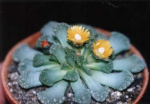 Titanopsis fulleri (2996 відвідувань) Фото и растение Татьяны Кецко (Киев)
Titanopsis fulleri