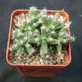 Trichodiadema densum (3111 відвідувань) Фото и растение Александра и Сергея Червинко (Винница)... Trichodiadema densum