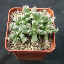 Trichodiadema densum (3111 відвідувань) Фото и растение Александра и Сергея Червинко (Винница)... Trichodiadema densum