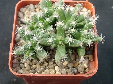 Trichodiadema densum (3112 відвідувань) Фото и растение Александра и Сергея Червинко (Винница)... Trichodiadema densum