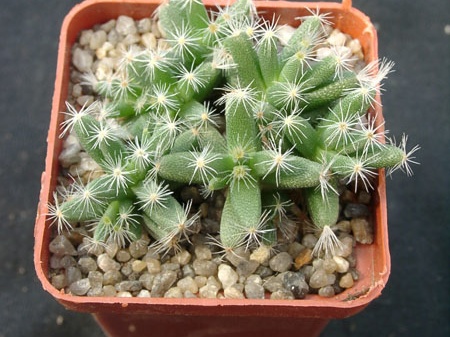 Trichodiadema densum (3111 відвідувань) Фото и растение Александра и Сергея Червинко (Винница)... Trichodiadema densum