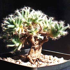 Trichodiadema densum (3062 відвідувань) Фото и растение Александра и Сергея Червинко (Винница)... Trichodiadema densum