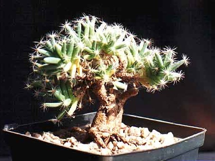 Trichodiadema densum (3063 відвідувань) Фото и растение Александра и Сергея Червинко (Винница)... Trichodiadema densum