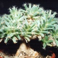 Trichodiadema densum (2930 відвідувань) Фото и растение Татьяны Кецко (Киев)
Trichodiadema densum