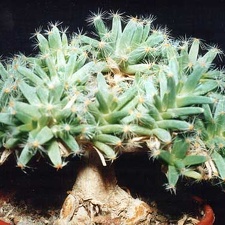 Trichodiadema densum (2930 відвідувань) Фото и растение Татьяны Кецко (Киев)
Trichodiadema densum