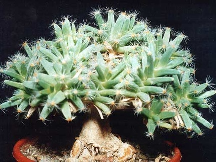 Trichodiadema densum (2930 відвідувань) Фото и растение Татьяны Кецко (Киев)
Trichodiadema densum