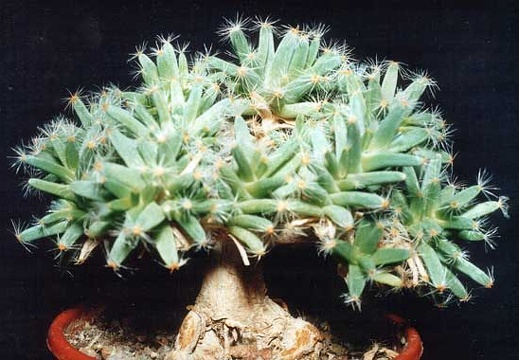 Trichodiadema densum