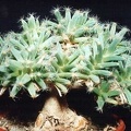 Trichodiadema_densum3.jpg