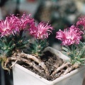 Trichodiadema densum (2936 відвідувань) Фото и растение Александра и Cергея Червинко (Винница)
... Trichodiadema densum