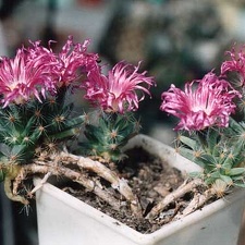 Trichodiadema densum (2935 відвідувань) Фото и растение Александра и Cергея Червинко (Винница)
... Trichodiadema densum