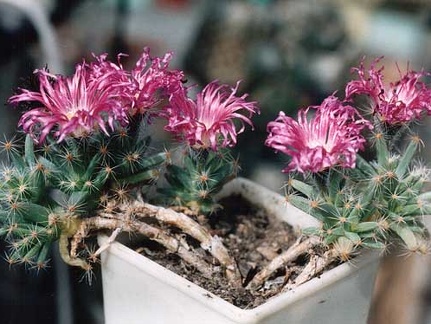 Trichodiadema densum (2936 відвідувань) Фото и растение Александра и Cергея Червинко (Винница)
... Trichodiadema densum