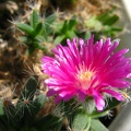 Trichodiadema densum 001 (2228 відвідувань) Trichodiadema densum 001