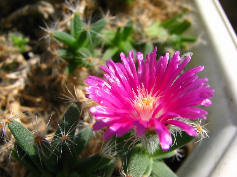 Trichodiadema_densum_001.jpg