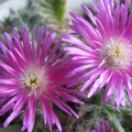 Trichodiadema densum 002 (1986 відвідувань) Trichodiadema densum 002