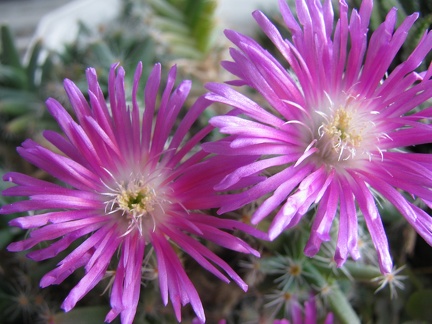 Trichodiadema densum 002 (1986 відвідувань) Trichodiadema densum 002