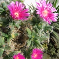 Trichodiadema densum 003 (2013 відвідувань) Trichodiadema densum 003