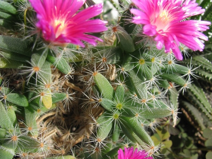 Trichodiadema densum 003 (2011 відвідувань) Trichodiadema densum 003
