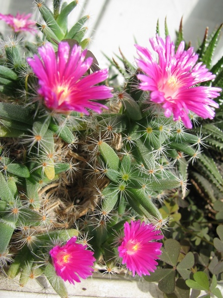 Trichodiadema_densum_003.jpg