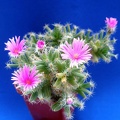 Trichodiaderma densum Lira