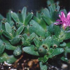 Trichodiadema marlothii (3446 відвідувань) Фото и растения Татьяны Кецко (Киев)
Trichodiadema marlothii
