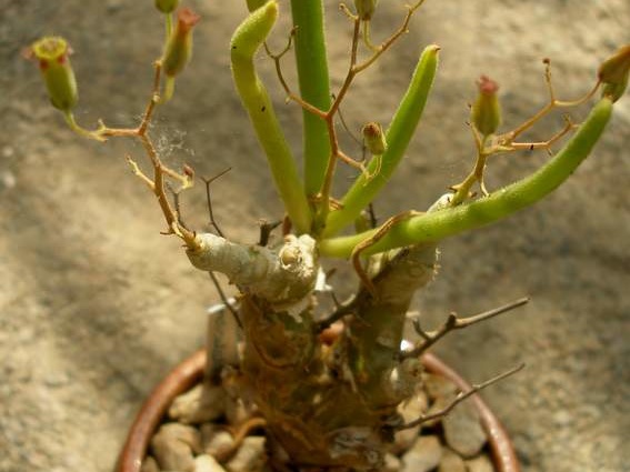 Tylecodon reticulatus (2376 відвідувань) Tylecodon reticulatus